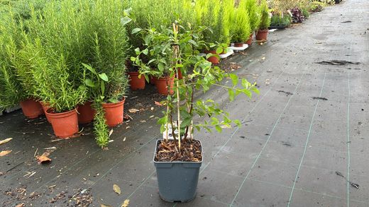 Prunellier, prunellier, prunelle, Prunus spinosa