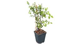 Prunellier, prunellier, prunelle, Prunus spinosa