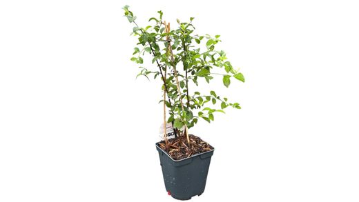 Prunellier, prunellier, prunelle, Prunus spinosa