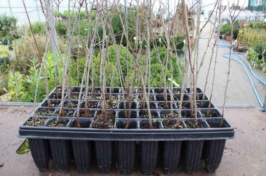 Endrino, Prunus spinosa en alveolo forestal