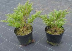 Genévrier gris-vert - Juniperus horizontalis "Andorra compacta"