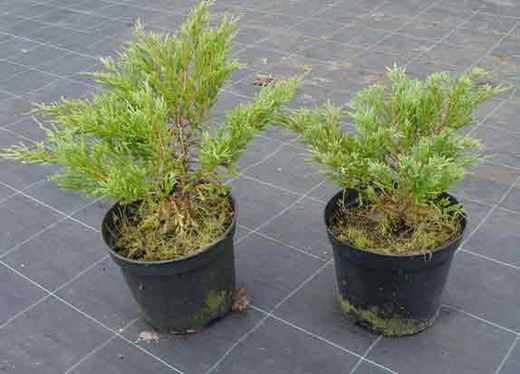 Genévrier gris-vert - Juniperus horizontalis "Andorra compacta"