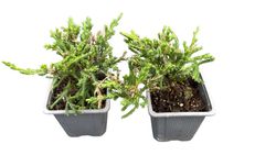 Genévrier gris-vert - Juniperus horizontalis "Andorra compacta"