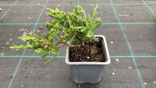 Genévrier gris-vert - Juniperus horizontalis "Andorra compacta"