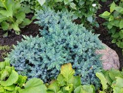 Enebro azul enano en maceta, Juniperus squamata 'Blue star'