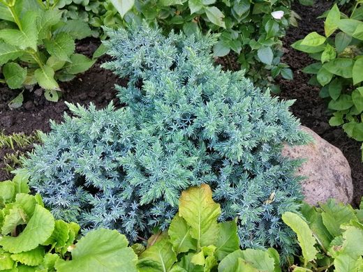 Enebro azul enano en maceta, Juniperus squamata 'Blue star'