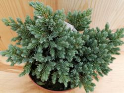 Enebro azul enano en maceta, Juniperus squamata 'Blue star'