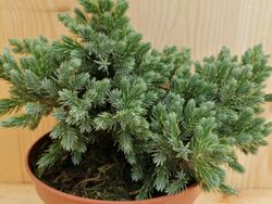 Enebro azul enano en maceta, Juniperus squamata 'Blue star'