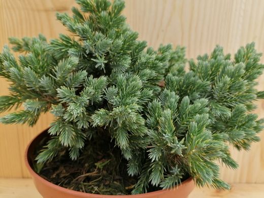 Enebro azul enano en maceta, Juniperus squamata 'Blue star'