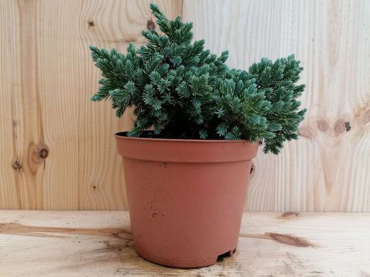 Enebro azul enano en maceta, Juniperus squamata 'Blue star'