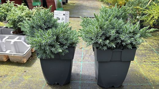 Enebro azul enano en maceta, Juniperus squamata 'Blue star'