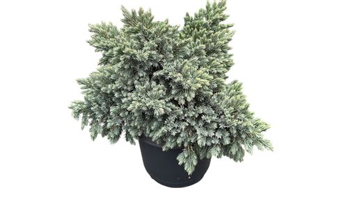 Enebro azul enano en maceta, Juniperus squamata 'Blue star'