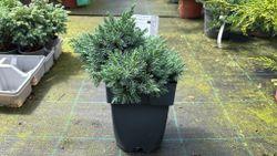 Enebro azul enano en maceta, Juniperus squamata 'Blue star'