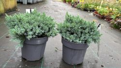 Enebro azul enano en maceta, Juniperus squamata 'Blue star'