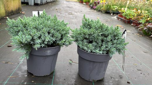 Enebro azul enano en maceta, Juniperus squamata 'Blue star'