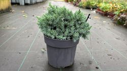 Enebro azul enano en maceta, Juniperus squamata 'Blue star'