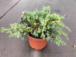 Genévrier bleu rampant en pot, tapis bleu