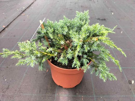 Genévrier bleu rampant en pot, tapis bleu