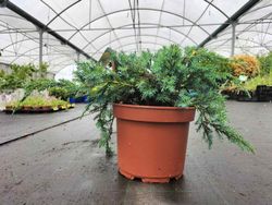 Genévrier bleu rampant en pot, tapis bleu