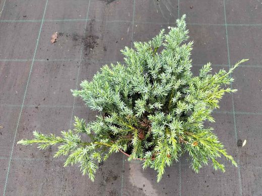 Genévrier bleu rampant en pot, tapis bleu