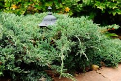 Genévrier bleu rampant en pot, tapis bleu