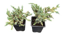 Genévrier bleu rampant en pot, tapis bleu