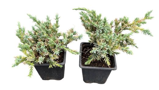 Genévrier bleu rampant en pot, tapis bleu