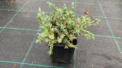 Genévrier bleu rampant en pot, tapis bleu