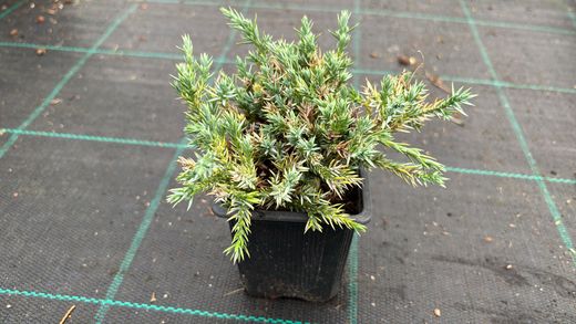 Genévrier bleu rampant en pot, tapis bleu