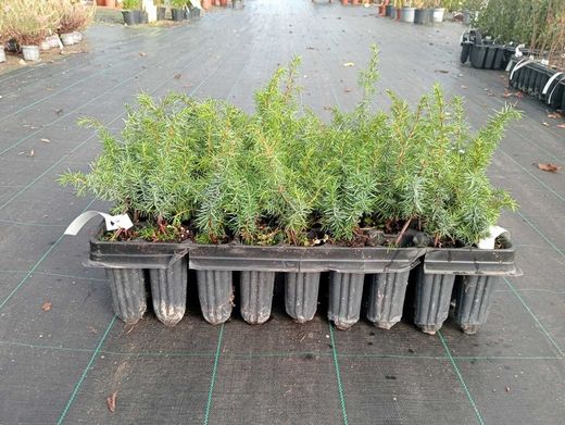 Genévrier commun, Juniperus communis