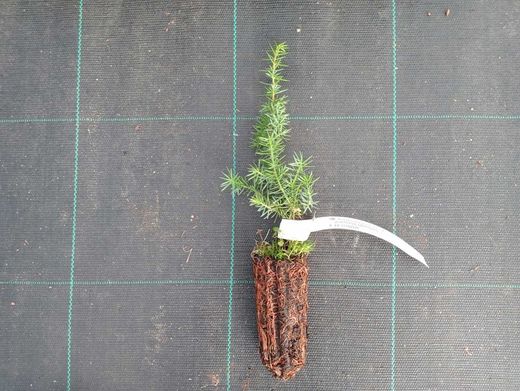 Genévrier commun, Juniperus communis