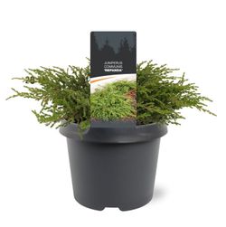 Enebro rastrero verde, Juniperus communis 'Repanda'