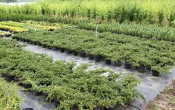 Enebro rastrero verde, Juniperus communis 'Repanda'