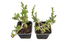 Enebro rastrero verde, Juniperus communis 'Repanda'