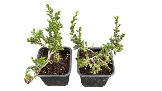 Enebro rastrero verde, Juniperus communis 'Repanda'