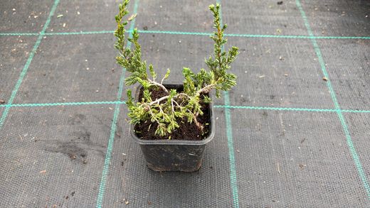 Enebro rastrero verde, Juniperus communis 'Repanda'