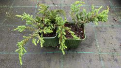 Enebro rastrero verde, Juniperus communis 'Repanda'