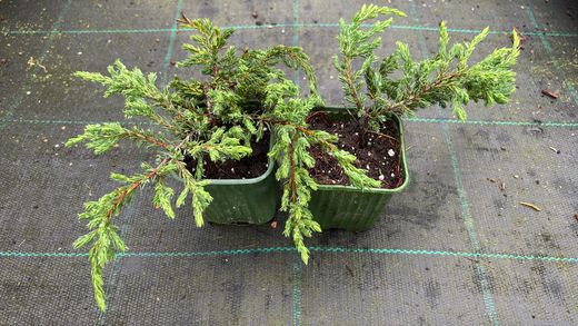 Enebro rastrero verde, Juniperus communis 'Repanda'