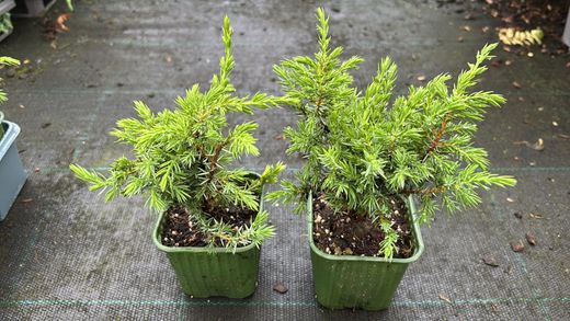 Genévrier royal, Juniperus communis 'Compressa'