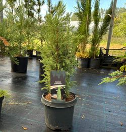 Zimbro real, Juniperus communis 'Compressa'