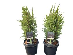 Zimbro real, Juniperus communis 'Compressa'