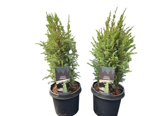 Zimbro real, Juniperus communis 'Compressa'