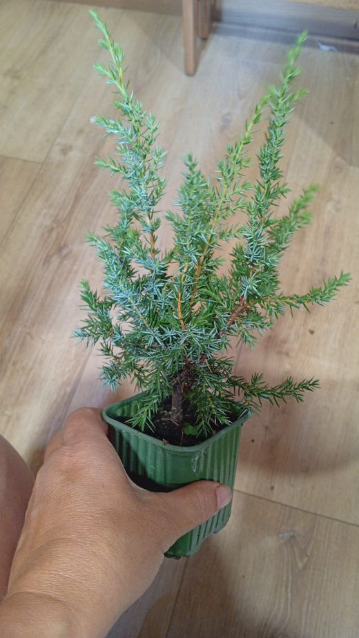 Enebro real, Juniperus communis "Compressa"