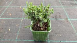 Genévrier royal, Juniperus communis 'Compressa'