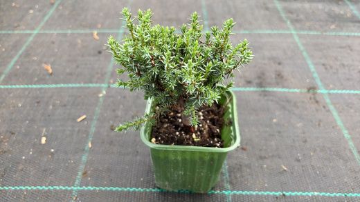 Genévrier royal, Juniperus communis 'Compressa'