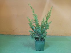 Enebro real, Juniperus communis "Compressa"