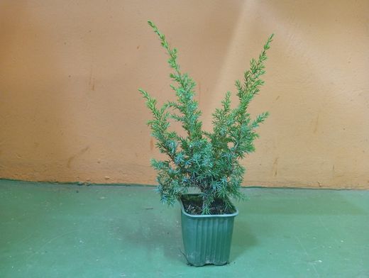 Enebro real, Juniperus communis "Compressa"