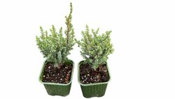 Genévrier royal, Juniperus communis 'Compressa'
