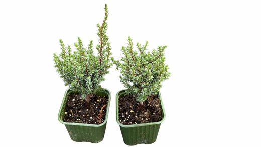 Genévrier royal, Juniperus communis 'Compressa'
