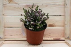 Erica darleyensis "Darley dale", bruyère